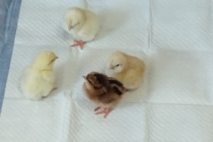 42ef3ffd-a9e8-4817-aa89-0974efe32a37