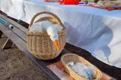 WhatsApp-Image-2026-02-10-at-17.12.40