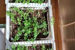 Od semínka po rostlinku