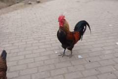 Obrazek-WhatsApp-2025-04-07-v-15.34.06_8ce65083