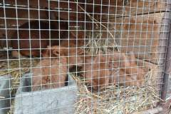 Obrazek-WhatsApp-2025-04-07-v-15.34.20_37048d90