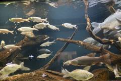 IMG-20240529-WA0064